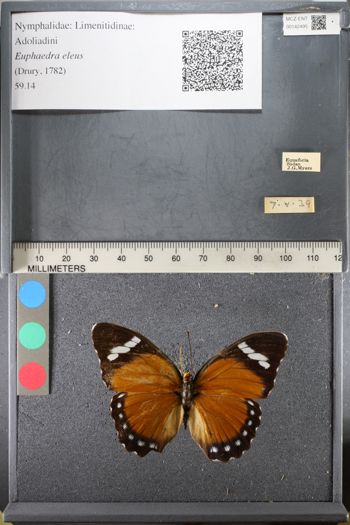Media type: image;   Entomology 142495